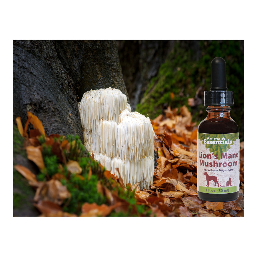 Lion's Mane mushroom for dogs and cats