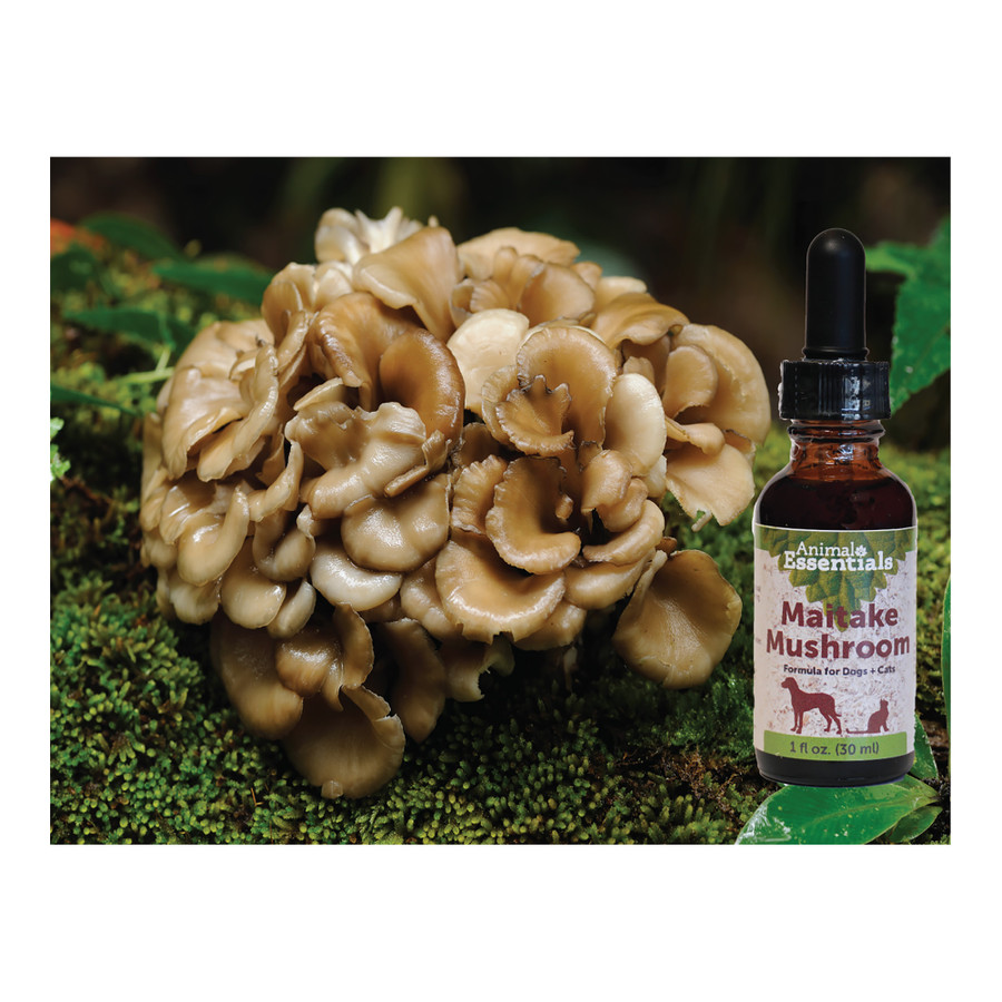 Maitake Mushroom for Dogs and Cats