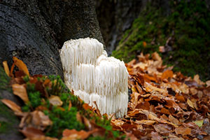 lions-mane-website.jpg