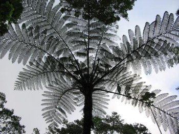 FERN TREE (TO BATUR) BALI FERN TREE (TO BATUR) BALI