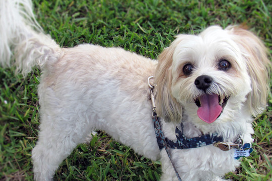 Yappy Saturdays at Norton Museum