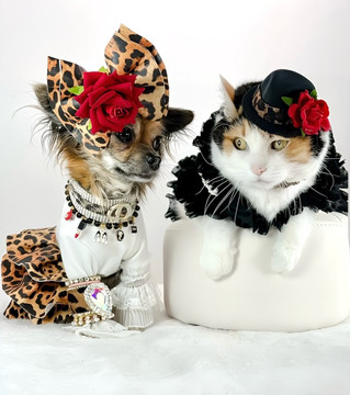 The Love of Dogs and Cats