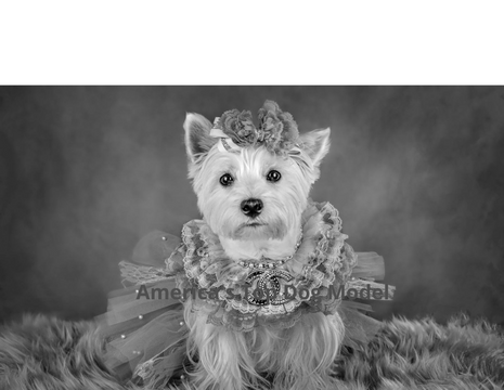 Meet America's Top Dog Model 2021 "Vintage Tails" Contest Winner and Finalists