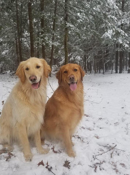 5 Indoor Activities For Fun With Your Dog When Its Too Cold Outside