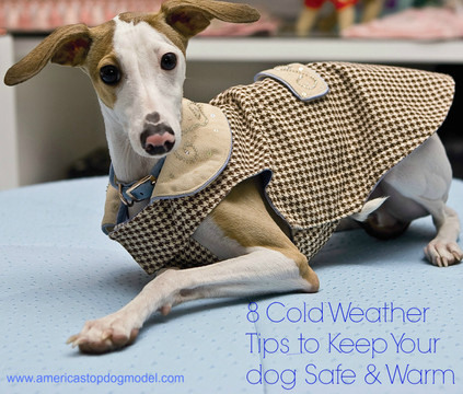 8 Cold Weather Tips to Keep Your Dog Safe and Warm