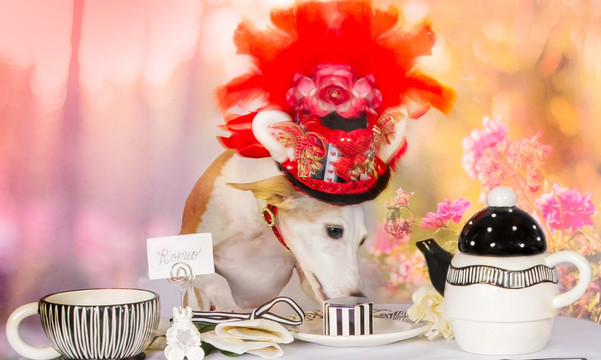 Take Glamorous Photos of Your Dog at Home