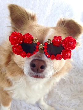 Valentines Day Gifts Your Dog will Love