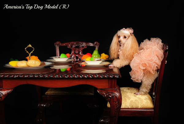 America's Top Dog Model (R) 2015 Contest