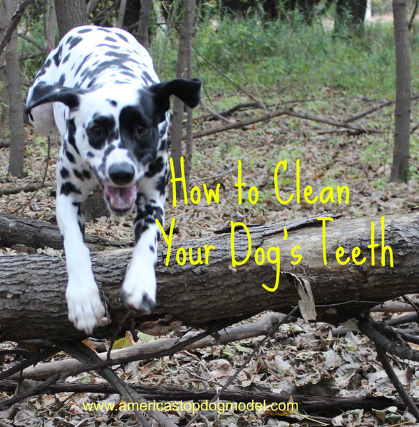 Canine Dental Health: How to Clean Your Dogs Teeth