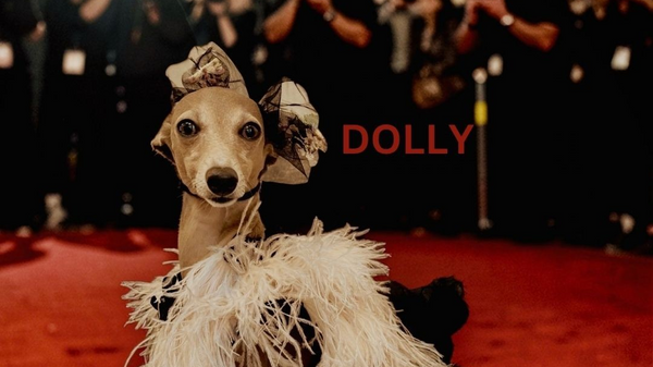 Welcome to the 4th Annual Paw Awards