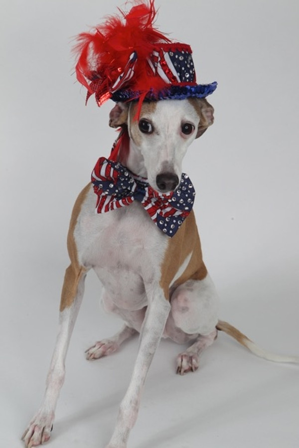 How to Keep Your Dog Calm During Fireworks and Storms How to Keep Your Dog Calm During Fireworks and Storms