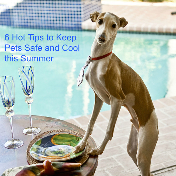 6 Hot Tips to Keep Pets Safe and Cool this Summer