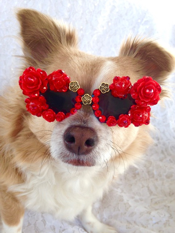 Valentines Day Gifts Your Dog will Love