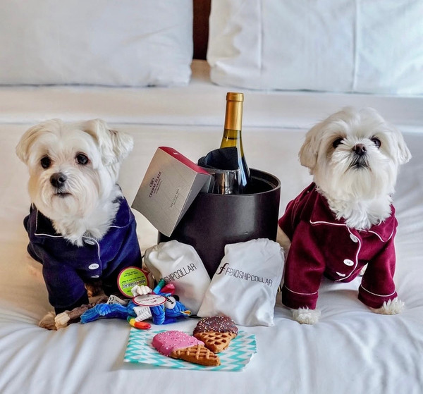 America's Top Dog-Friendly Hotels