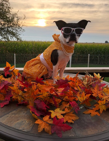 Fall Into Fashion