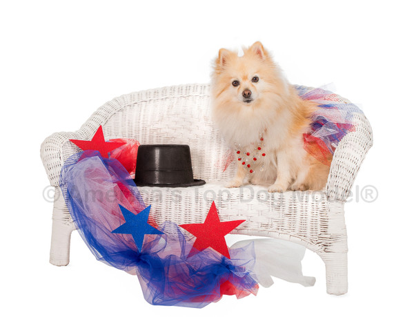 Year of the Dog Celebration!