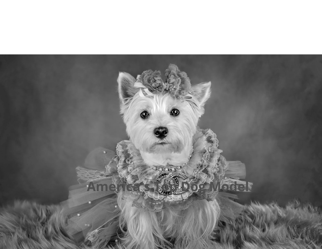 Meet America's Top Dog Model 2021 "Vintage Tails" Contest Winner and