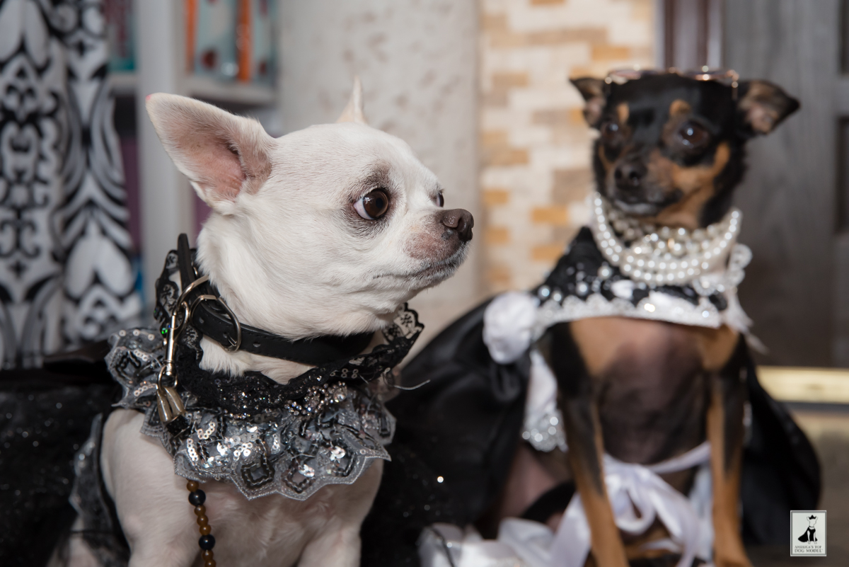 Best New Top Dog Reality Series Americas Top Dog Model (R)