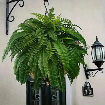 UV resistant 57cm/67cm Artificial Boston Fern plant with 38 leaves, a Fake Flower Bouquet alternative.