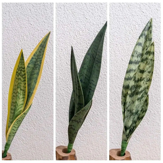 Aritificial Snake Plant Home Decorations Wedding Supply School Eucalyptus Plant by DSERS