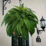 Realistic Boston Ferns 57cm/67cm Artificial Boston Fern Plants 38 Leaves UV Resistant Fake Ferns Greenery for Door Porch Decors by DSERS