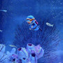 Diver in blue suit swims near purple coral reef with Fish Tank Accessories and small fish.
