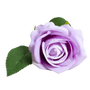 Vibrant purple rose with green leaves, ideal Valentine's Day Gifts, showcasing beautiful floral arrangement details.