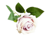 Light pink rose with green leaves, ideal Valentine's Day Gifts, silk artificial flower arrangement.