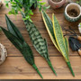 Aritificial Snake Plant Home Decorations Wedding Supply School Eucalyptus Plant by DSERS