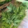Artificial Aloe Vera Fake Succulents Simulated Agave Green Tropical Leaves by DSERS