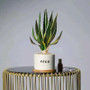 Artificial Aloe Vera Fake Succulents Simulated Agave Green Tropical Leaves by DSERS