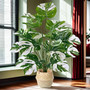 Monstera plant with white striped leaves in wicker pot, ideal for indoor and Outdoor Decor settings.