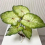 Large Lotus Leaves with Roots Plant Artificial Green Home Landscape Garden Decor Simulation Plants Wedding Party Table Decor