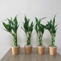 Artificial Lucky Bamboo Plant Green Potted Garden Outdoor Living Room Desktop Aesthetic Space Tropical Rainforest Home Decor