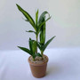 Artificial Lucky Bamboo Plant Green Potted Garden Outdoor Living Room Desktop Aesthetic Space Tropical Rainforest Home Decor