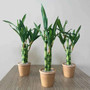 Artificial Lucky Bamboo Plant Green Potted Garden Outdoor Living Room Desktop Aesthetic Space Tropical Rainforest Home Decor