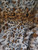 plush leopard-print faux fur fabric. The pattern features organic, irregular black rosettes and spots scattered across a background that gradients from deep amber and tawny gold to soft cream and off-white