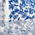 118gsm blue porcelain floral crepe, by metre