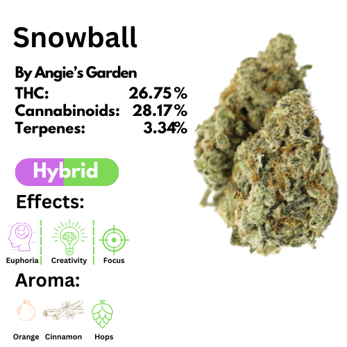 Bulk Flower - Angies Garden - Snowball