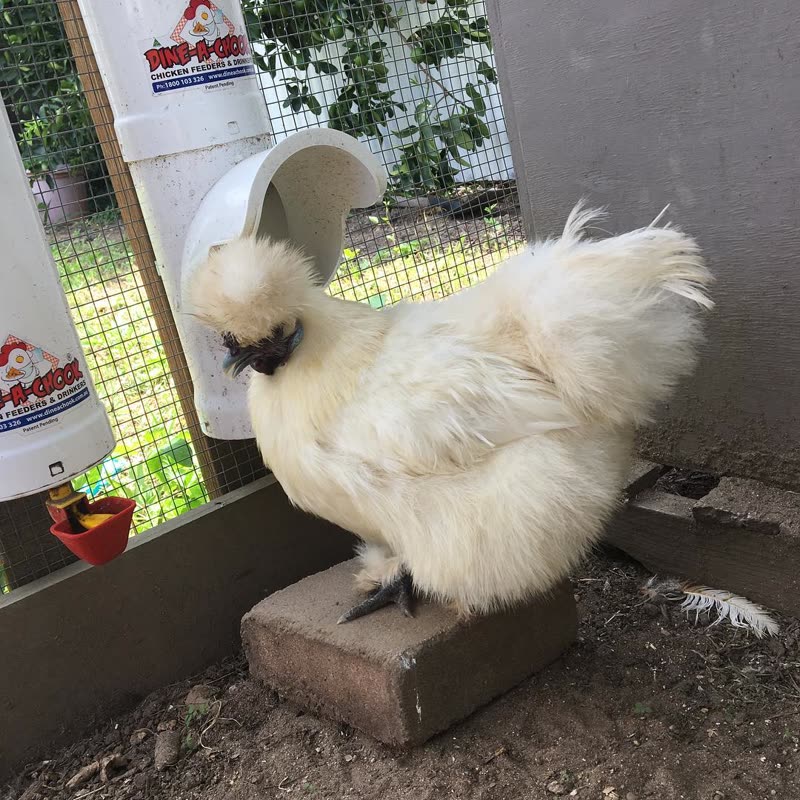 Dine-A-Chook customer photo: A little step can help your silkies or bantam share a feeder with full sized