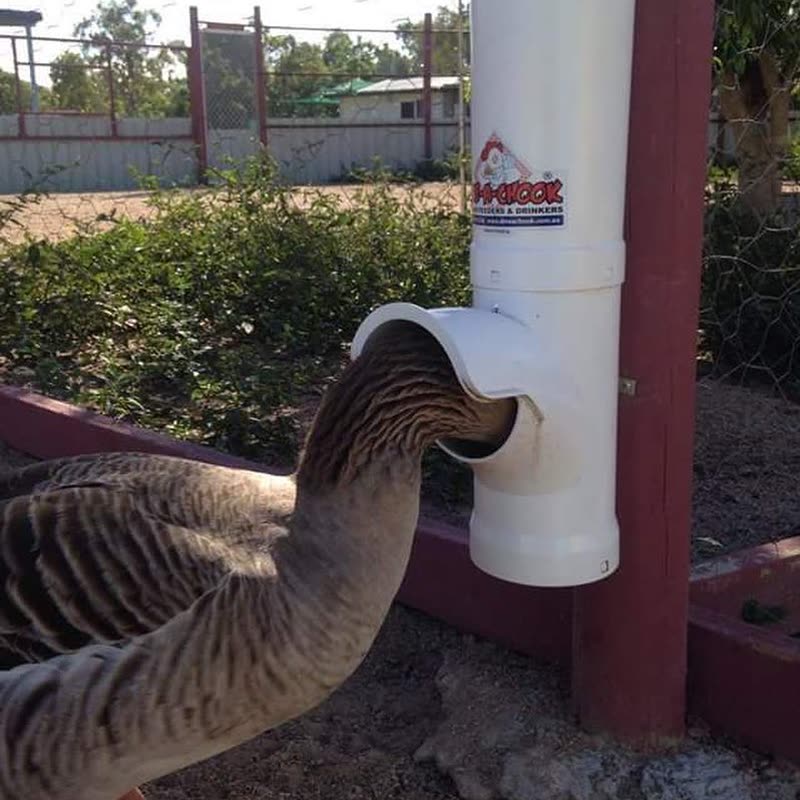 Dine-A-Chook customer photo: All poultry love our feeders. Dine A Goose?