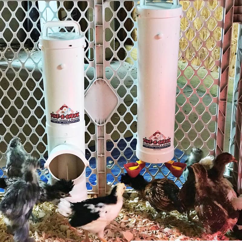 Dine-A-Chook customer photo: Our "teenage" chicks are super curious about their new @dineachook