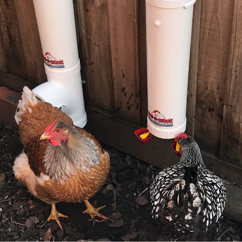 Dine-A-Chook customer photo: Thanks @dineachook for the feeder and