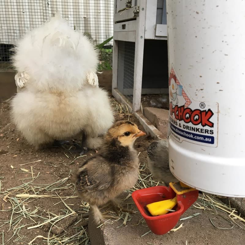 Dine-A-Chook customer photo: Happy Fluffy Butt