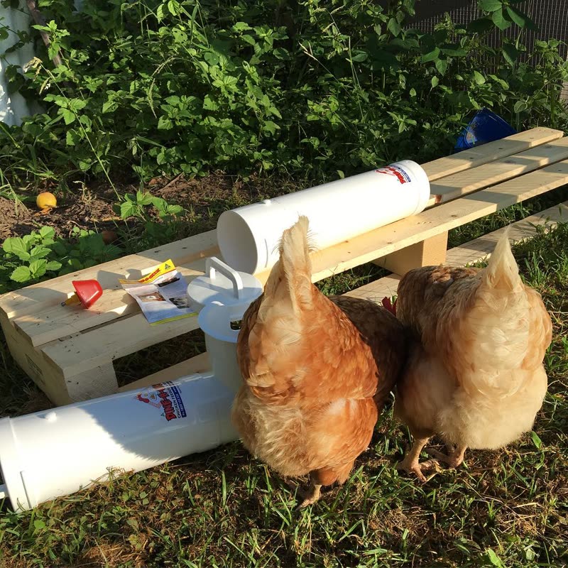 Dine-A-Chook customer photo: Happy Fluffy Butt Friday. Who is planning to mount a dineachook feeder or drinker this