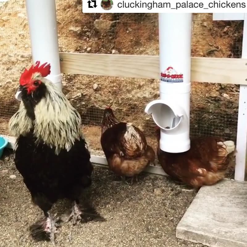 Dine-A-Chook customer photo: Have you entered our Giverway yet for your chance to win a feeder and drinker set for your