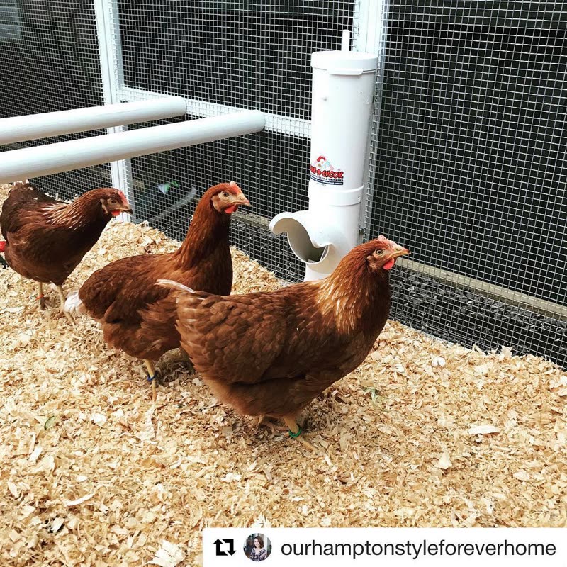 Dine-A-Chook customer photo: More happy girls getting a hang of their @dineachook feeder. Have you entered our meal