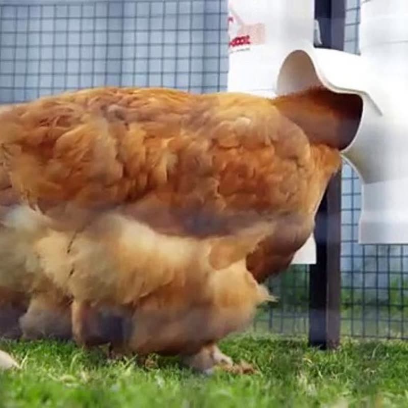Dine-A-Chook customer photo: No need to run around like a headless chicken. A Dine A Chook feeder and drinker will keep
