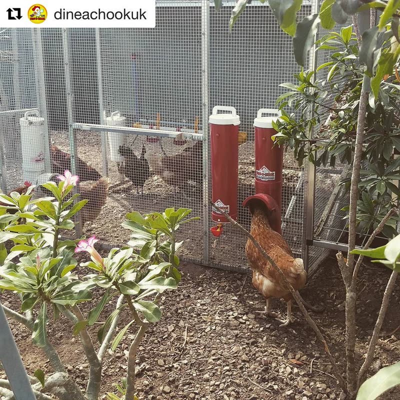 Dine-A-Chook customer photo: Our RED Dine a Chook Feeder is crazy