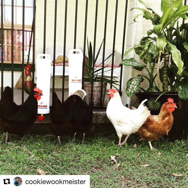 Dine-A-Chook customer photo: Thanks for entering @cookiewookmeister your girls like ok fantastic and drinkers are a